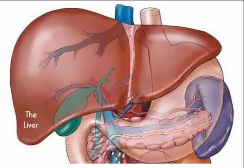 Liver Disorder Treatment Service