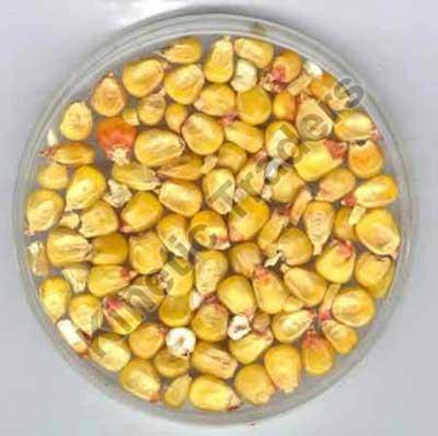 Common Maize Seeds, for Animal Feed, Human Consuption, Style : Dried, Fresh