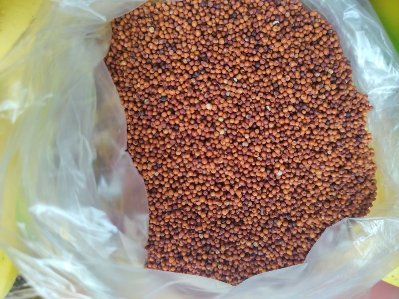 A1 Ragi medium