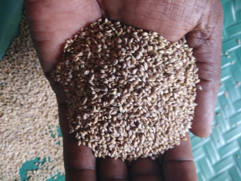 Common Natural Indian browntop millet, for Cooking, Style : Dried