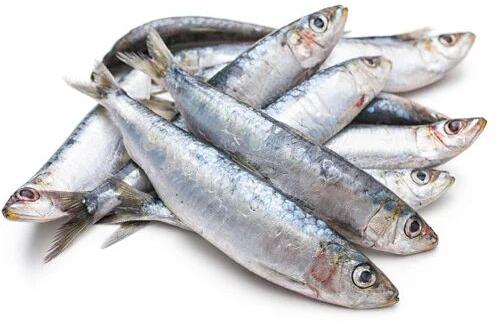 Fresh Sardine Fish, Packaging Type : Thermocole Box