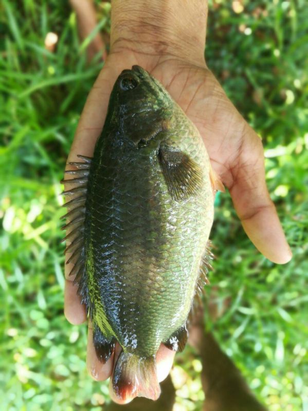 Kawai Fish