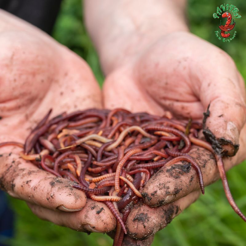Vermiculture, Color : Red to Brown