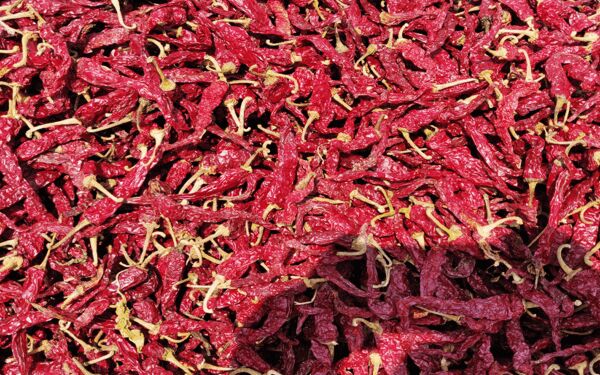 Raw Common Syngenta 2043 Red Chilli, for Spices, Grade Standard : Food Grade