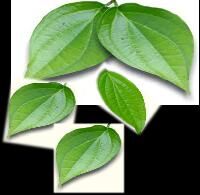 betel leafs