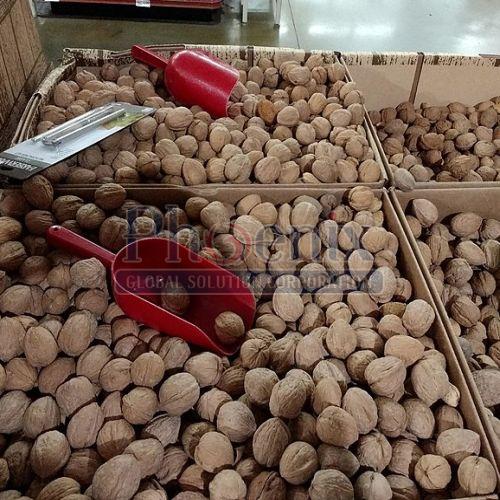 Brown Hard Shelled Walnuts, Purity : 100%