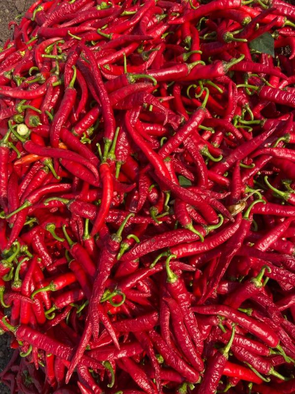 Red chilli, Packaging Size : 5 Kg