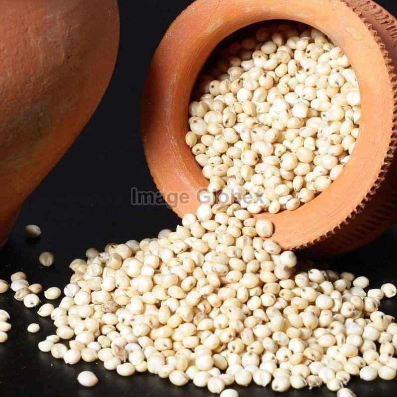 Organic Sorghum Millets, Style : Dried