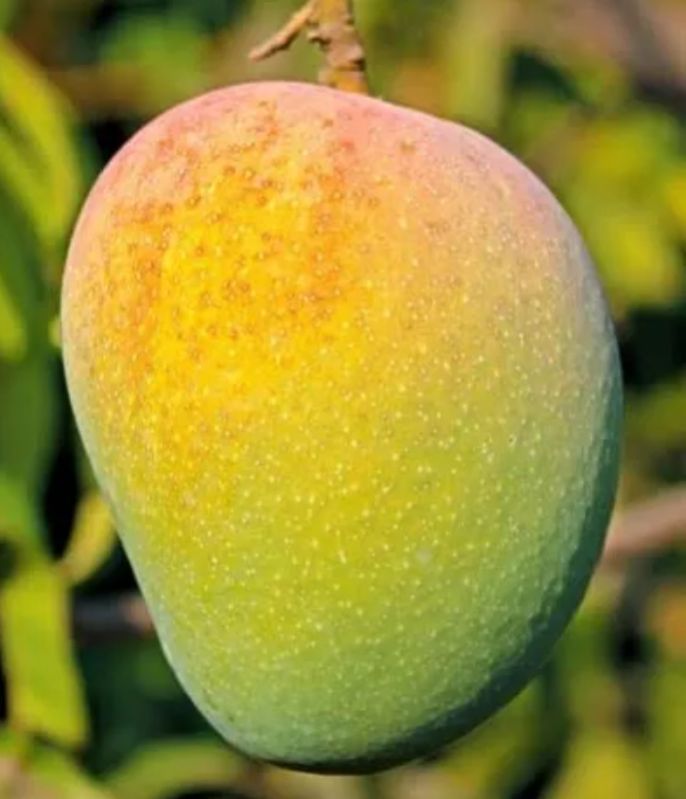 Organic Kesar Mango, For Juice Making, Direct Consumption, Shelf Life : 5-10days