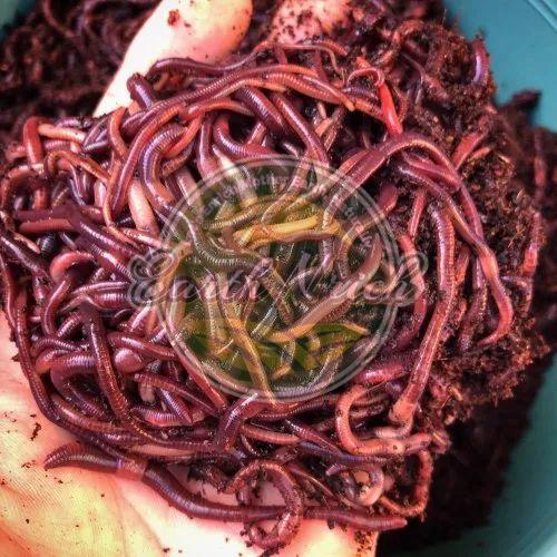 Live Earthworms, Packaging Size : 5 Kg to 50 Kg