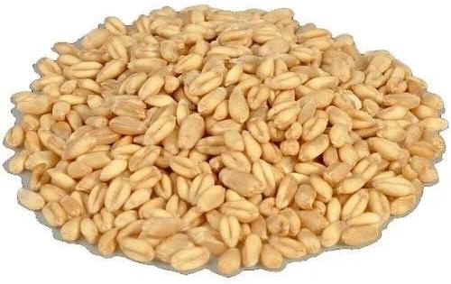 Lokman Wheat Seeds