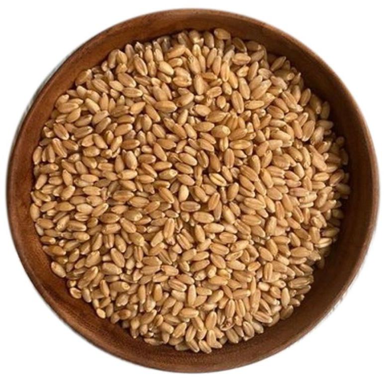 Meal Wheat Seeds
