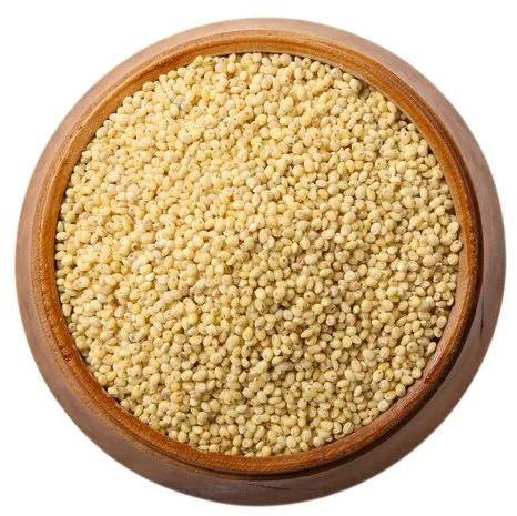 Yellow Natural Proso Millet, for Cooking, Cattle Feed, Packaging Type : Plastic Bag