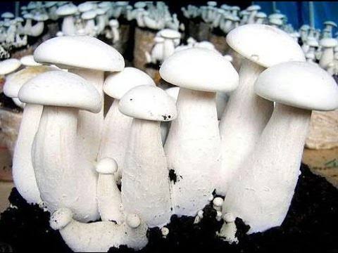 Organic milky mushroom, Packaging Size : 1kg