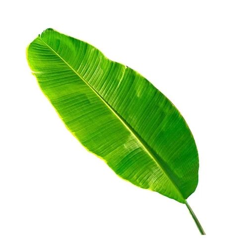 A Grade Green Banana Leaves
