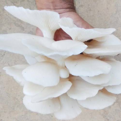 Fresh Oyster Mushroom, Packaging Size : 10 Kg)