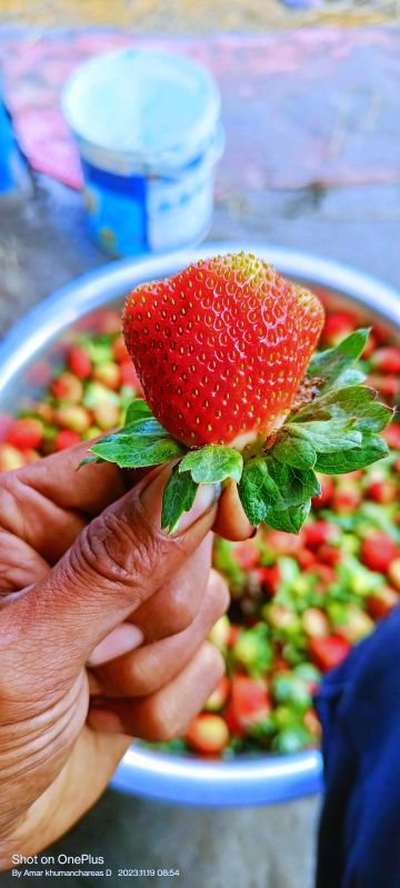 Red Organic Strawberry Fruit, For Hotels, Home, Cooking, Freezing Process : Cold Storage