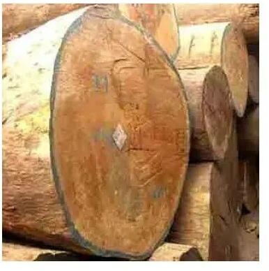 poplar wood log