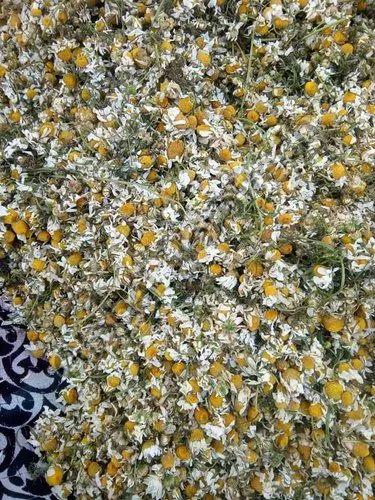 Chamomile Flowers, for All Applicable, Color : Yellow