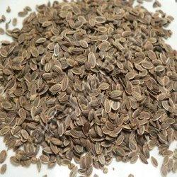Brown Solid Natural Dill Seeds, for Spices, Grade Standard : Food Grade