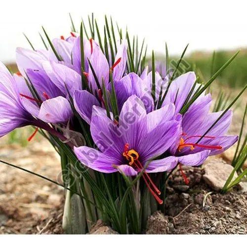 Saffron Flower Plant