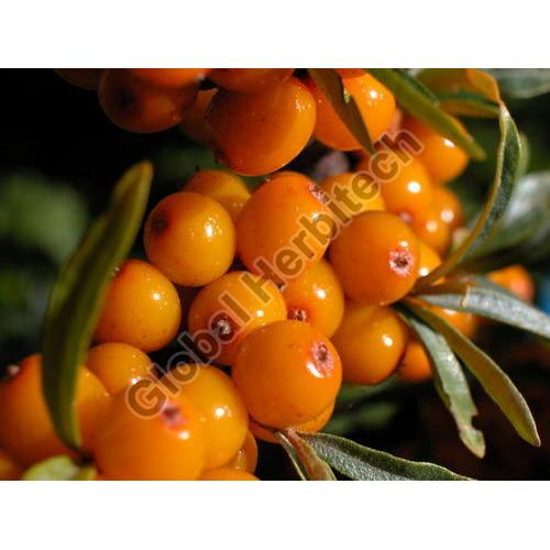 Orange Common Sea Buckthorn Berry, Packaging Type : PP Bag