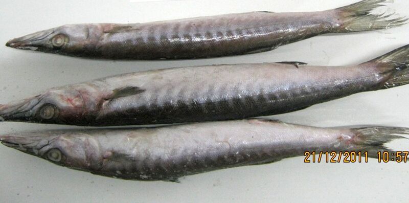 Frozen Barracuda Whole