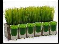 Wheatgrass