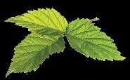 herbs leaves