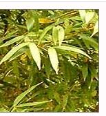 Bamboo Arundinacea medicinal herb
