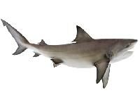Freshwater Shark Fish