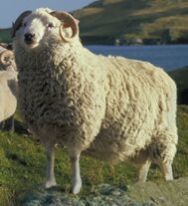 Shetland Sheep