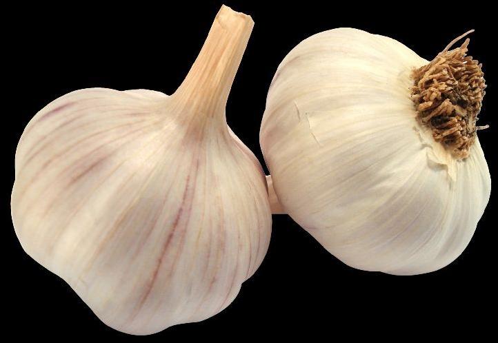 MJC Common Garlic, for Cooking, Fast Food, Snacks, Feature : Dairy Free, Moisture Proof, Natural