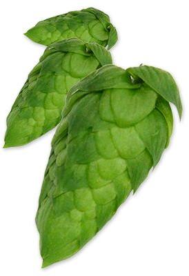 Cascade Hop Leaf