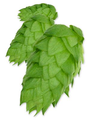 CHINOOK Leaf Hops