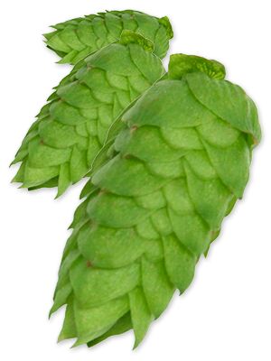 COMET Leaf Hops
