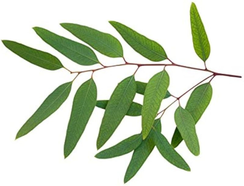 Green Natural Eucalyptus Leaves, for Medicines Cosmetic, Style : Dried