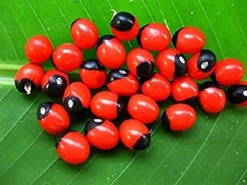Dark-red Natural Jequirity Seed, for Medicines Cosmetic, Packaging Type : Plastic Bags