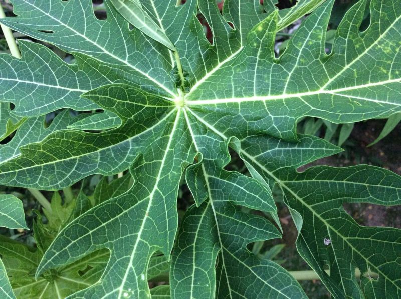 Natural Organic Papaya Leaves, Grade : Medicine Grade