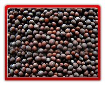 Mustard Seeds (yellow, Red & Black)