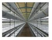 KISHORE Galvanized Steel Wire Layer battery Cage