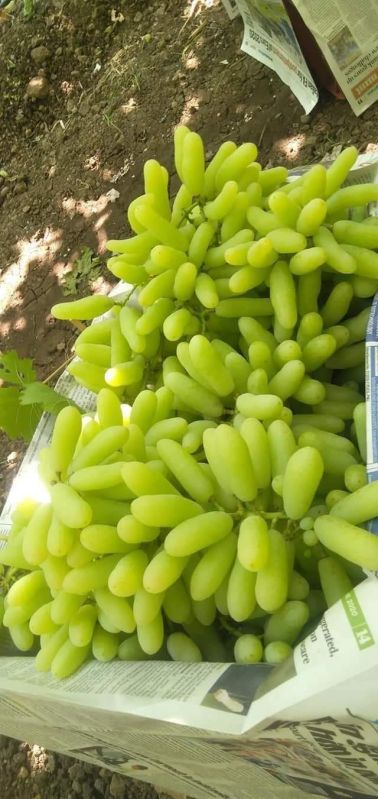 Common fresh grapes, for Human Consumption