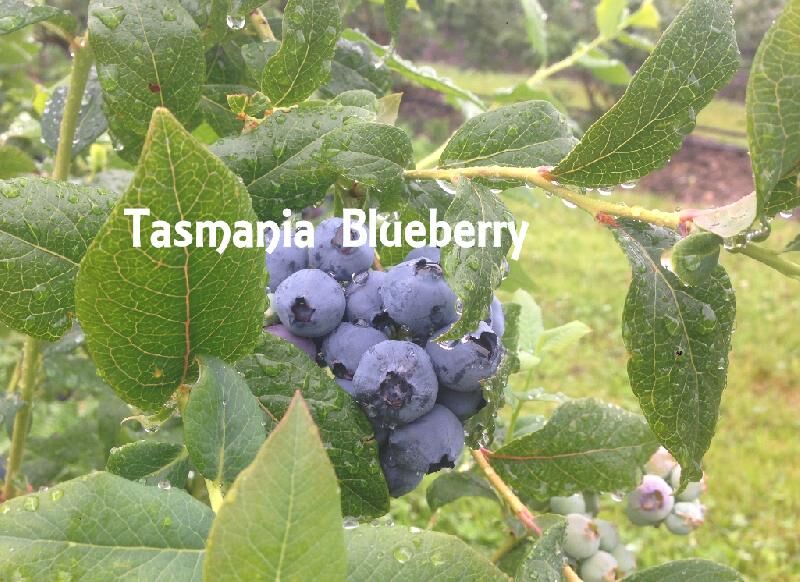Tasmanian Blueberry