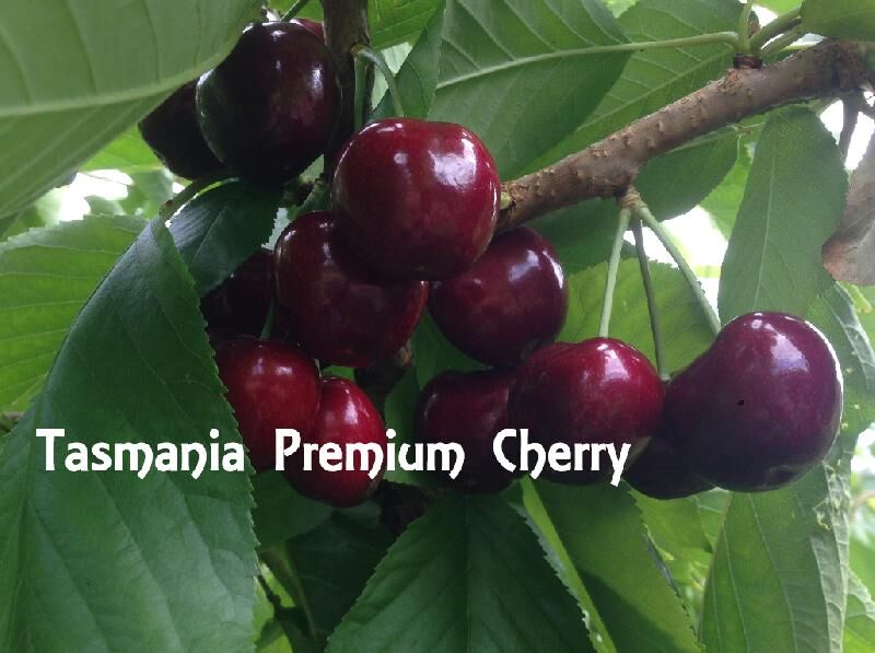 Tasmanian Cherry