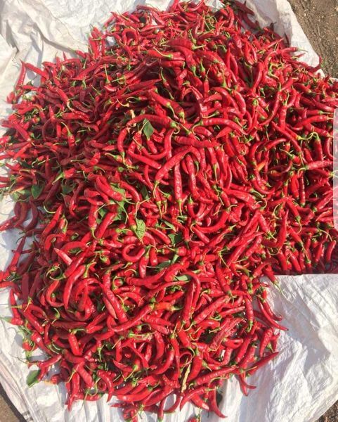 Natural Premium Dried RED Chilli, Packaging Type : Gunny Bags
