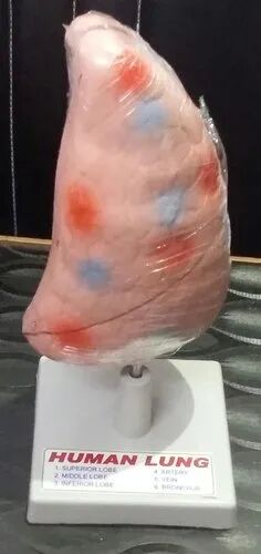MODELS BIOLOGICAL LUNGS