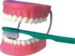 PVC Dental Care Model