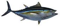 Tuna Fish, for Cooking, Making Medicine, Market, Canned, Style : Dried, Fresh, Frozen, Alive