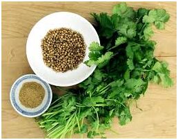 coriander