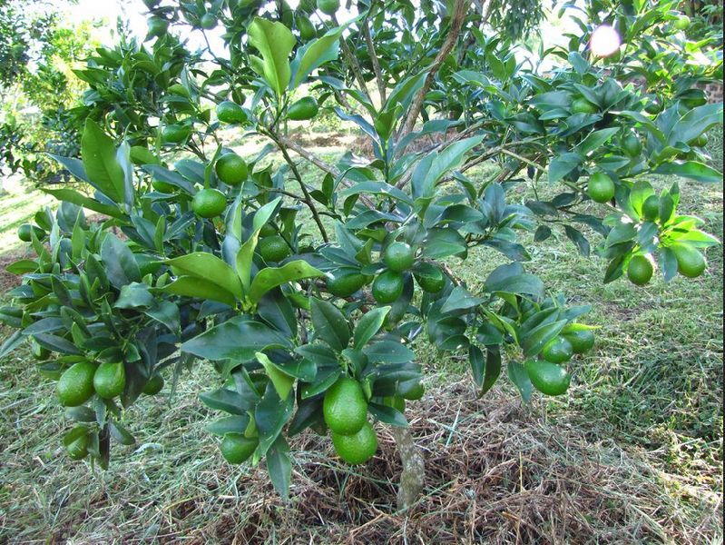 Green Natural Seedless Lemon Plants, for Culinary Non-culinary Purposes ...